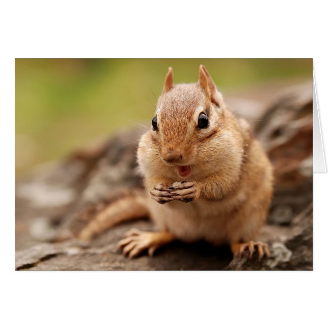Cartão Chipmunk gordo & feliz (Frente Horizontal)