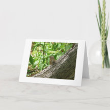 Chipmunk, Jardins Botânicos de Nova York