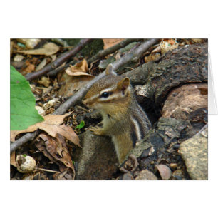 Cartão Chipmunk Oriental - Tamias striatus