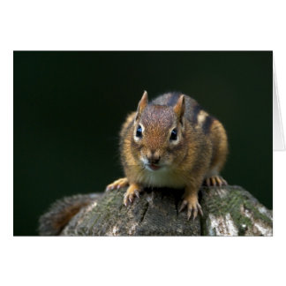 Cartão Chippy o Chipmunk