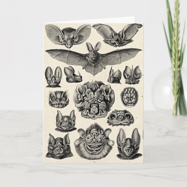 Cartão Chiroptera de Haeckel (Frente)