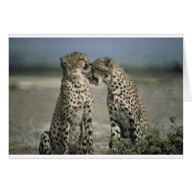 Cartão chita (Frente Horizontal)