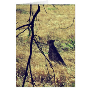 Cartão Chita em Samburu