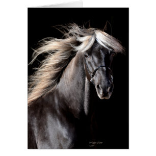 Cartão Choco Rocky Mountain Horse