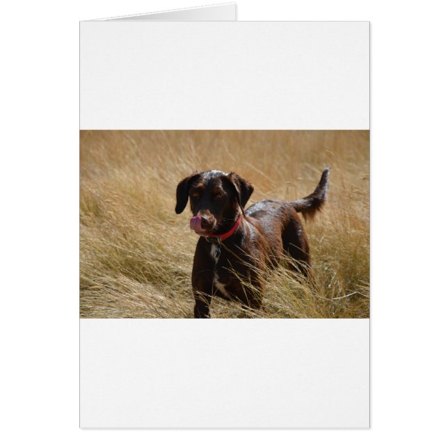 Cartão Chocolate Brown Labrador Retriever (Frente)