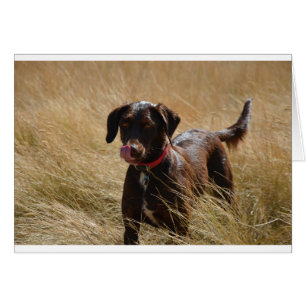 Cartão Chocolate Brown Labrador Retriever