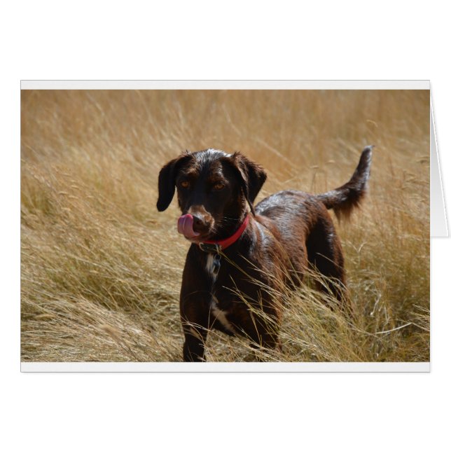 Cartão Chocolate Brown Labrador Retriever (Frente Horizontal)