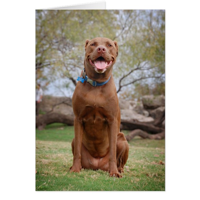 Cartão Chocolate Lab Misturar Cachorro Sorrindo 2 (Frente)