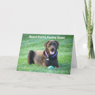 Cartão Chocolate Lab Thinking Of You Card!