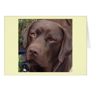 Cartão chocolate Labrador