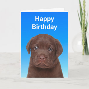 Cartão Chocolate Labrador Birthday