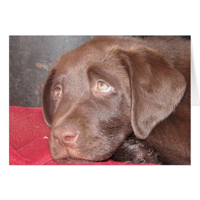 Cartão Chocolate Labrador Puppy (Frente Horizontal)