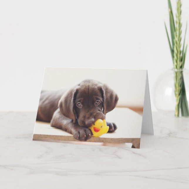 Cartão Chocolate Labrador Puppy Com Pato De Brinquedo (Frente)