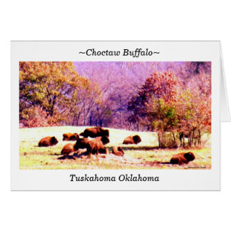 Cartão ~Choctaw Buffalo~