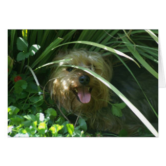 Cartão Chompers, O Conde da Puppíria