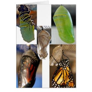 Cartão Chrysalises da borboleta monarca