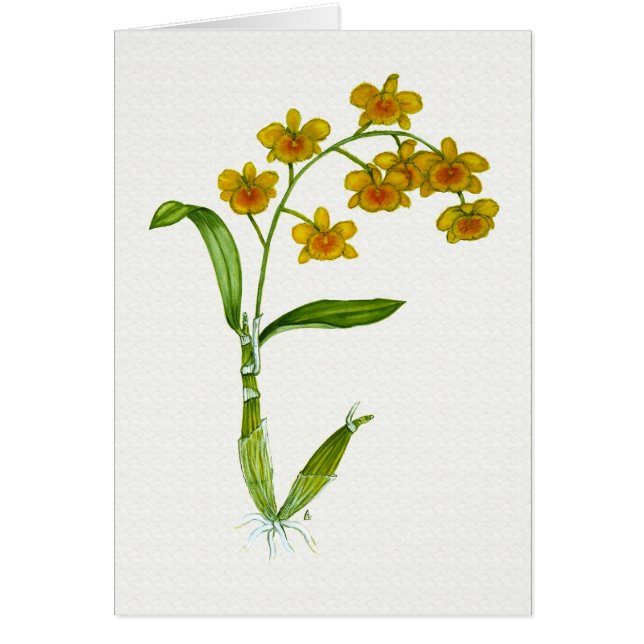 Cartão Chrysotoxum do Dendrobium (Frente)