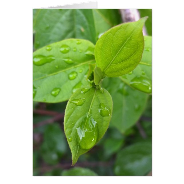 Cartão Chuva sobre folhas (Frente)