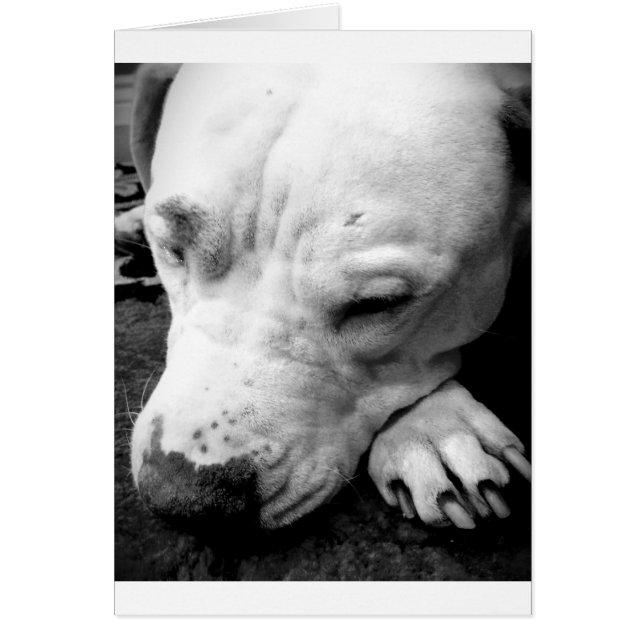 Cartão cicatriz do harry potter cachorro pit bull branco (Frente)