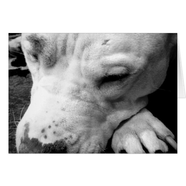 Cartão cicatriz do harry potter cachorro pit bull branco (Frente Horizontal)