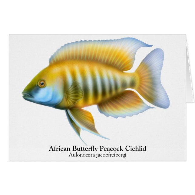 Cartão Cichlid Aulonocara jacobfreibergi Peacock (Frente Horizontal)