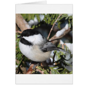 Cartão Cickadee de capa preta