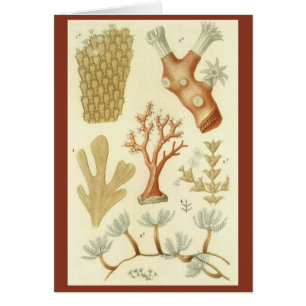 Cartão Ciência — Biologia Do Livro De Têxteis — Animais D