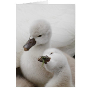 Cartão Cilindros de Cisne Mudo