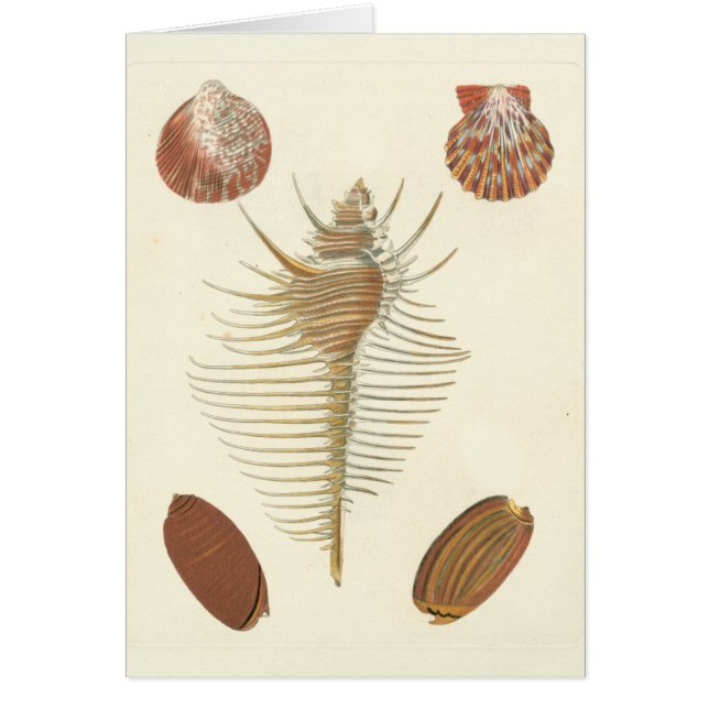 Cartão Cinco de uma espécie de concha (Frente)