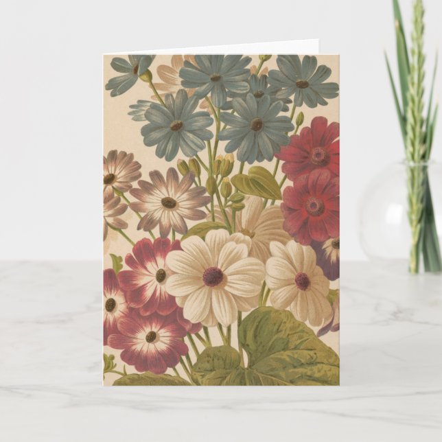 Cartão Cineraria | George Nicholson (Frente)