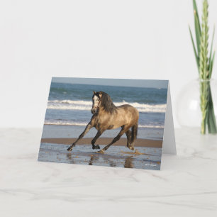 Cartão Cinza Andaluciana Stallion Em Praia