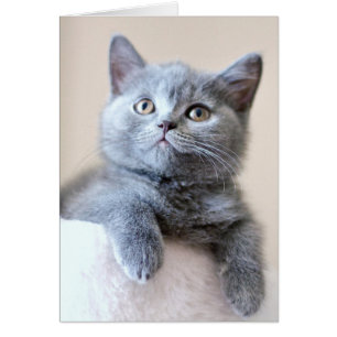 Cartão Cinza British Shorthair Cat