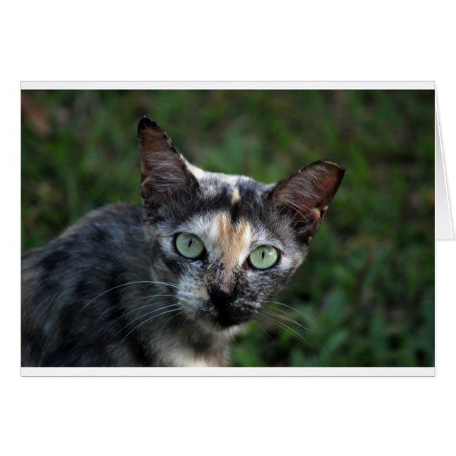 Cartão Cinza de Gato Branco Castanho com Olhos Verdes (Frente Horizontal)