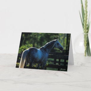 Cartão Cinza Hanoverian Stallion Standlion