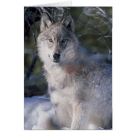 Cartão Cinza Wolf Lovers
