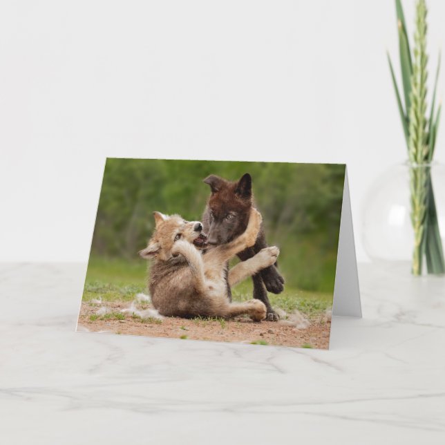 Cartão Cinza Wolf Pups em luta (Frente)