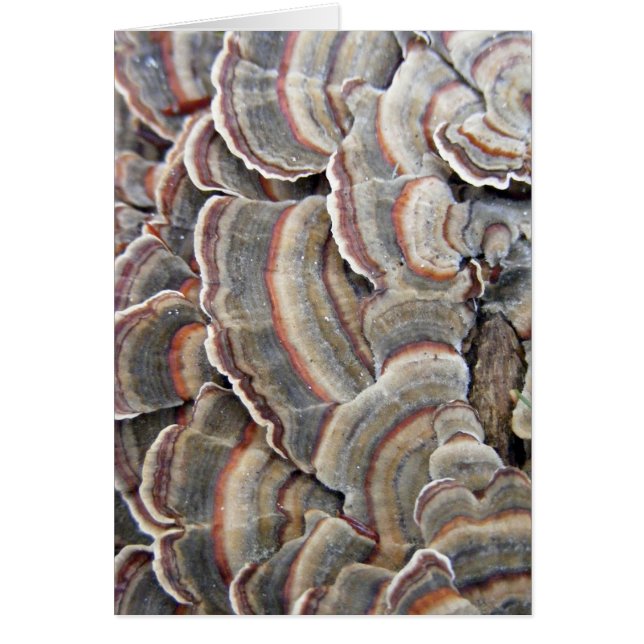 Cartão Cinzas e ondinhas dos fungos de Borgonha (Frente)