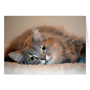 Cartão Cinzas, Tan, gato de cabelos compridos branco por