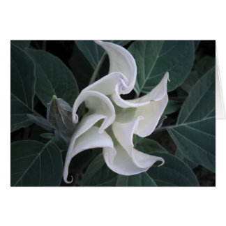 Cartão Circulação