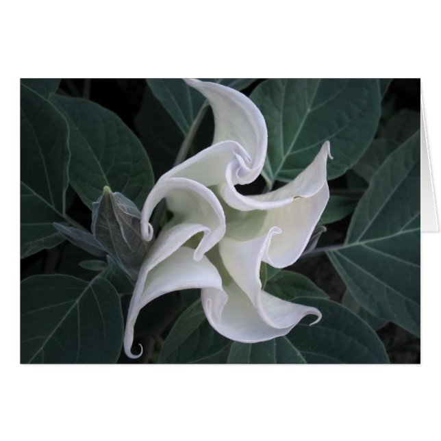 Cartão Circulação (Frente Horizontal)