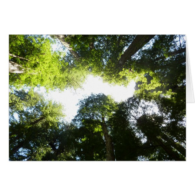 Cartão Círculo de Árvores Redwood no Parque Nacional Redw (Frente Horizontal)