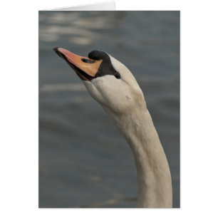 Cartão Cisne