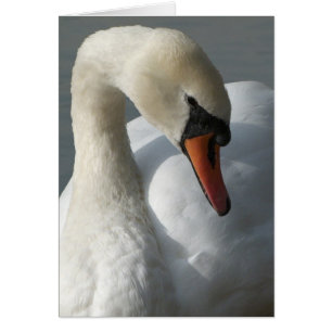 Cartão Cisne