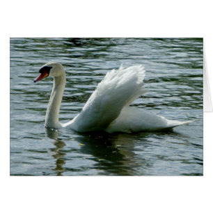 Cartão Cisne