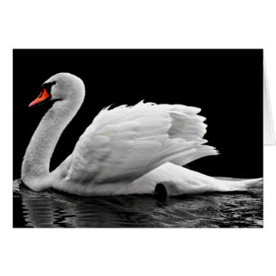 Cartão Cisne branca no lago