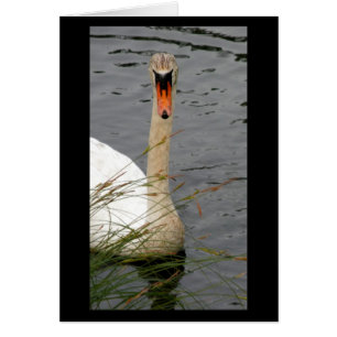 Cartão Cisne com juncos