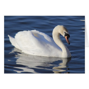 Cartão Cisne em um lago