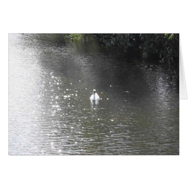 Cartão Cisne no rio (Frente Horizontal)