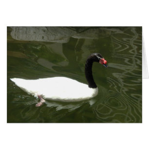 Cartão Cisne preto e branco