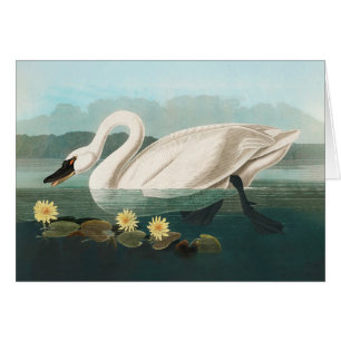 Cartão cisnes brancas de pássaro de audubon do cisne